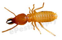 formosan-termite-soldier