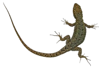 lizard