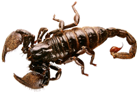 scorpion